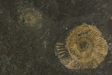 Dactylioceras Ammonite Plate - Posidonia Shale, Germany #79357-1